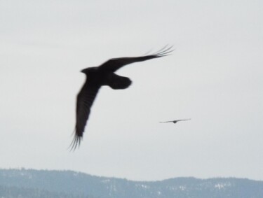 Photographie intitulée "Two Ravens" par Curtis H. Jones, Œuvre d'art originale, Photographie numérique