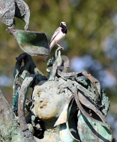 Photographie intitulée "UN OISEAU INSPIRÉ" par Aventuriero, Œuvre d'art originale, Photographie non manipulée