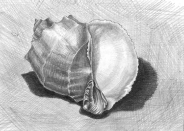 Zeichnungen mit dem Titel "Shell. Ракушка" von Vladimir Abaimov, Original-Kunstwerk, Bleistift