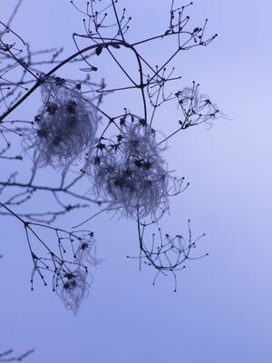 Photographie intitulée "légéreté" par Axelle Perrève, Œuvre d'art originale