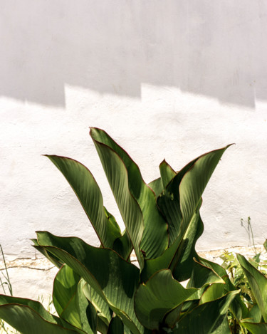 Photography titled "curvy leaves.jpg" by Ayşe Türkmen, Original Artwork