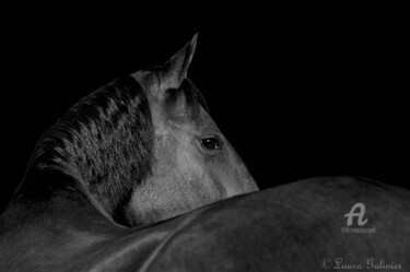 Photographie intitulée "Horses 2" par Laura Galinier (Azalé Photo), Œuvre d'art originale