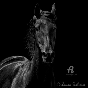 Photographie intitulée "Horses 3" par Laura Galinier (Azalé Photo), Œuvre d'art originale