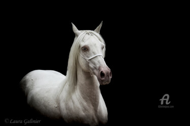 Fotografia intitolato "Horses 6" da Laura Galinier (Azalé Photo), Opera d'arte originale