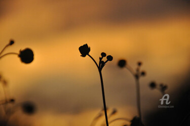 Fotografía titulada "Quand le jour s'en…" por Laura Galinier (Azalé Photo), Obra de arte original