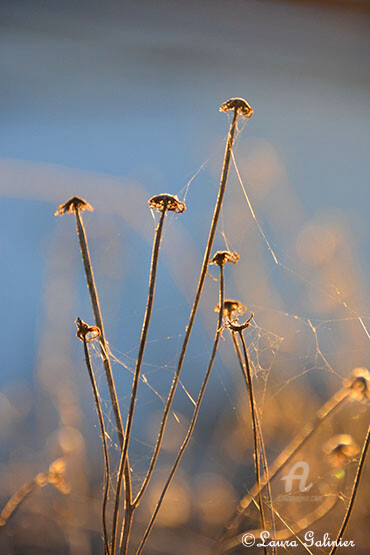 Photographie intitulée "Dans la Lumière - 3" par Laura Galinier (Azalé Photo), Œuvre d'art originale