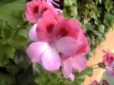 Fotografía titulada "GERANIOS ROSADOS." por Mary Carmen Diez Colorado, Obra de arte original