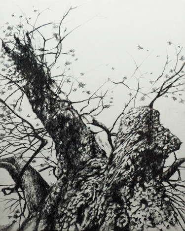 Desenho intitulada "Le chêne de Bordère…" por B. Alexis, Obras de arte originais, Giz