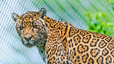 Photography titled "Leopard" by Babbalkumar (weblink-babbalkumar), Original Artwork