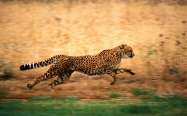 Photography titled "Leopard 3" by Babbalkumar (weblink-babbalkumar), Original Artwork