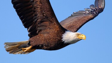 Photography titled "Flying Eagle" by Babbalkumar (weblink-babbalkumar), Original Artwork