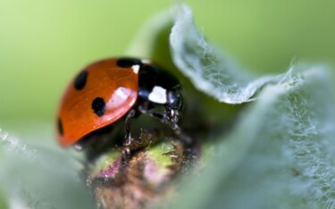 Photography titled "Ladybird" by Babbalkumar (weblink-babbalkumar), Original Artwork