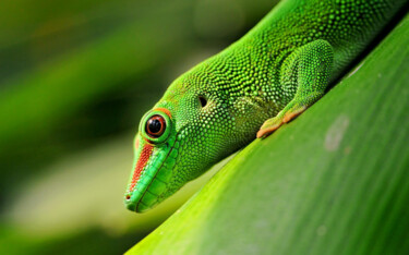 Photography titled "Green Lizard" by Babbalkumar (weblink-babbalkumar), Original Artwork