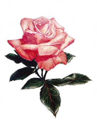 Digital Arts titled "Pink Rose" by Bajidoo, Original Artwork