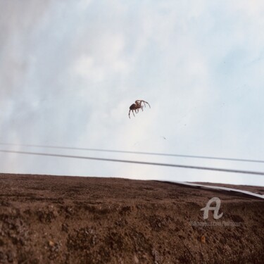 "The walking spider" başlıklı Fotoğraf Balagour tarafından, Orijinal sanat, Dijital Fotoğrafçılık