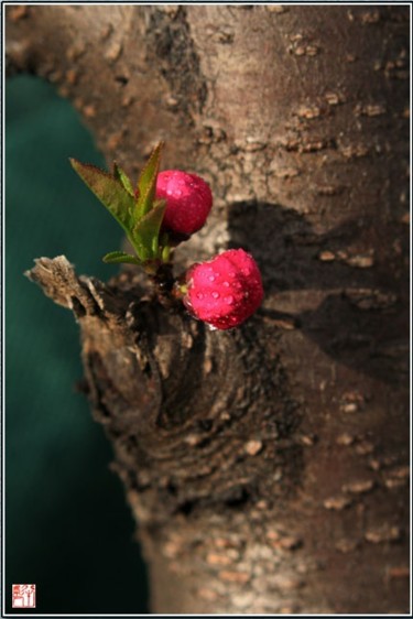 摄影 标题为“花卉摄影9” 由半影老人, 原创艺术品