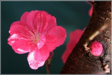 摄影 标题为“花卉摄影16” 由半影老人, 原创艺术品