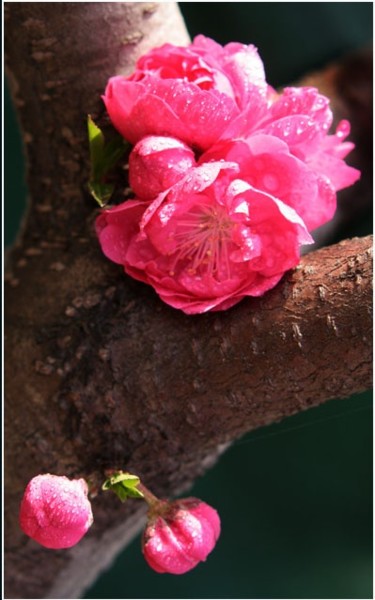 摄影 标题为“花卉摄影19” 由半影老人, 原创艺术品