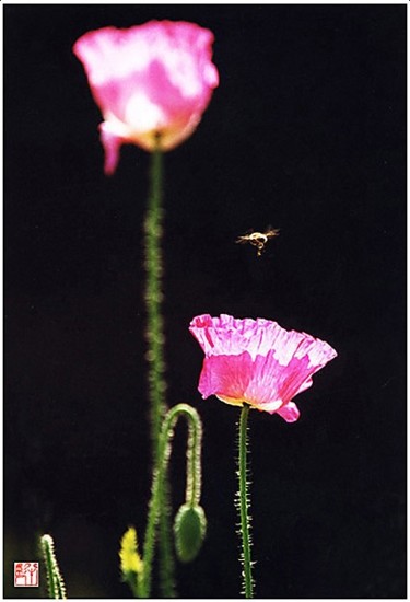 摄影 标题为“花卉摄影29” 由半影老人, 原创艺术品