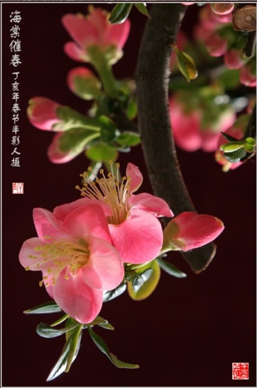 摄影 标题为“花卉摄影36” 由半影老人, 原创艺术品