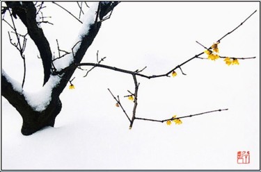 摄影 标题为“花卉摄影39” 由半影老人, 原创艺术品