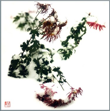 摄影 标题为“花卉摄影42” 由半影老人, 原创艺术品