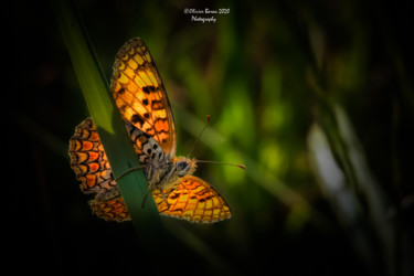 Photography titled "Le Papillon" by Olivier Barau, Original Artwork, Digital Photography