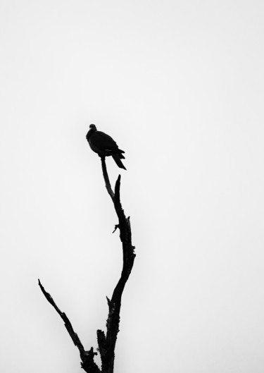 Фотография под названием "Birds" - Olivier Barau, Подлинное произведение искусства, Цифровая фотография