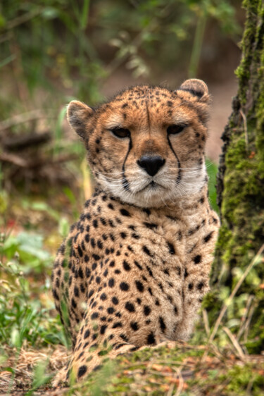 Photographie intitulée "Guepard 2" par Olivier Barau, Œuvre d'art originale, Photographie numérique