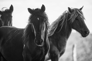 Photographie intitulée "Horses" par Olivier Barau, Œuvre d'art originale, Photographie numérique