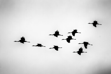 Fotografia intitulada "Birds II" por Olivier Barau, Obras de arte originais, Fotografia digital