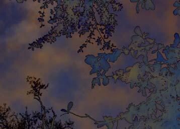 Grafika cyfrowa / sztuka generowana cyfrowo zatytułowany „Trees of the night” autorstwa Barbara Tabachnick, Oryginalna praca…