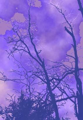 Grafika cyfrowa / sztuka generowana cyfrowo zatytułowany „Alaskan violet” autorstwa Barbara Tabachnick, Oryginalna praca, 2D…