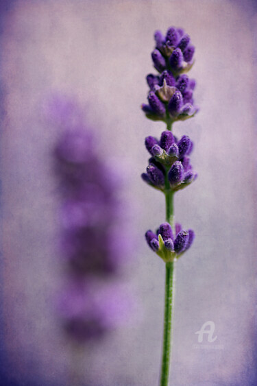 Fotografia intitolato "Lavender" da Barbara Corvino, Opera d'arte originale, Fotografia digitale