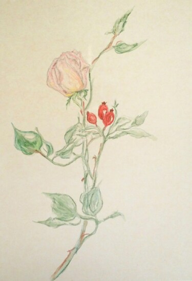 Dessin intitulée "Rose & Églantine" par Barbouilletto, Œuvre d'art originale, Crayon