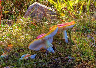 Mushrooms At Lake Eskiln Photography titled "Mushrooms At Lake E…" by Barry King (CurvilinearArt), Original Art, Digital Photography