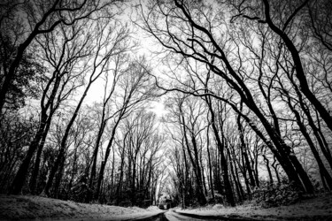 Fotografia zatytułowany „Bos tijdens de snee…” autorstwa Bart Stoutjesdijk, Oryginalna praca, Fotografia cyfrowa