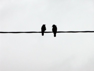 Photographie intitulée "birds on a wire" par Bart Van Oijen, Œuvre d'art originale