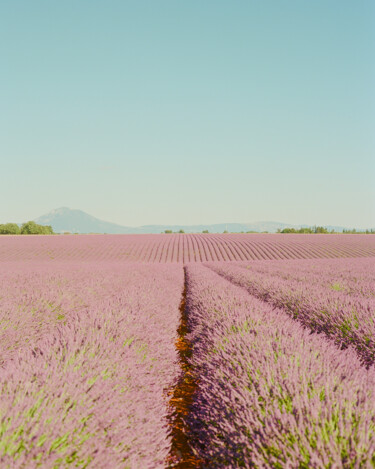 Fotografie getiteld "Sentier pourpre ver…" door Bastien Galiana, Origineel Kunstwerk, Film fotografie