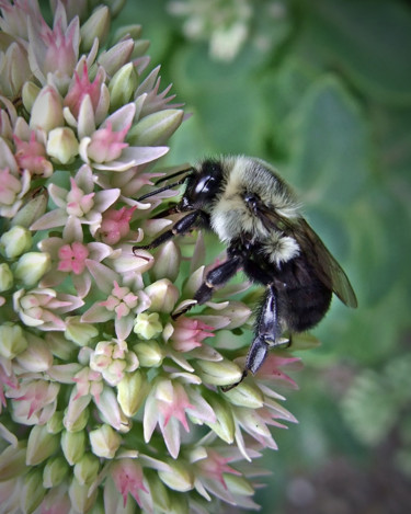 Фотография под названием "Bumble Bee" - Bavosi Photoart, Подлинное произведение искусства, Цифровая фотография