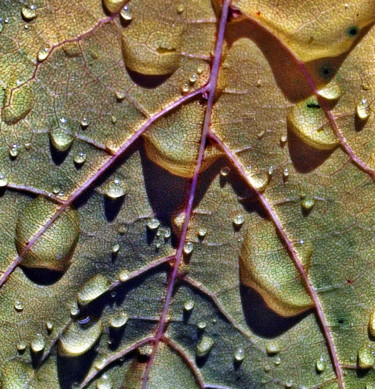 "Life Lines" başlıklı Fotoğraf Bavosi Photoart tarafından, Orijinal sanat, Fotoşoplu fotoğrafçılık