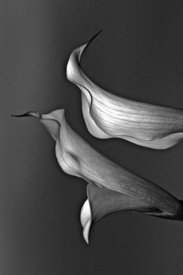 Photographie intitulée "Calla Lilies" par Bavosi Photoart, Œuvre d'art originale, Photographie numérique