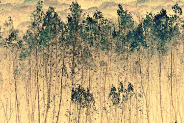 Fotografia intitulada "Birches Abstract" por Bavosi Photoart, Obras de arte originais, Fotografia Manipulada