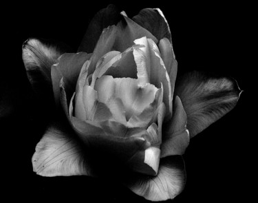 Fotografie mit dem Titel "Peony Blossom Monoc…" von Bavosi Photoart, Original-Kunstwerk, Digitale Fotografie