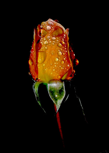 Fotografie getiteld "Dew Drop Rose" door Bavosi Photoart, Origineel Kunstwerk, Digitale fotografie