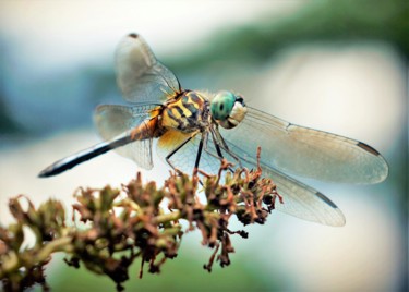 Фотография под названием "Dragonfly" - Bavosi Photoart, Подлинное произведение искусства, Цифровая фотография
