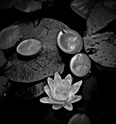 Photographie intitulée "Water Lily l (in Bl…" par Bavosi Photoart, Œuvre d'art originale, Photographie numérique