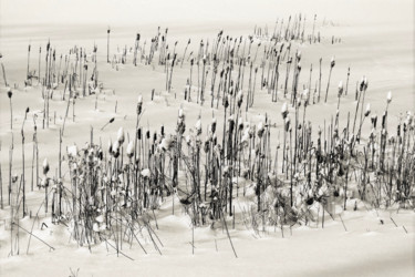 Fotografie mit dem Titel "Cattail Grove" von Bavosi Photoart, Original-Kunstwerk, Digitale Fotografie