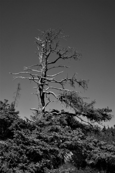 Photographie intitulée "Schoodic Point Pine" par Bavosi Photoart, Œuvre d'art originale, Photographie numérique