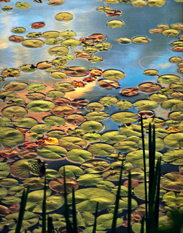 Photography titled "Pond Pads" by Bavosi Photoart, Original Artwork, Digital Photography